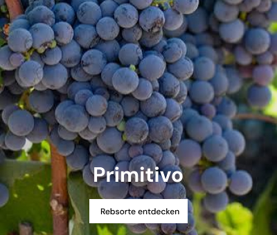 Dunkle Weintrauben mit Link zur Rebsorte Primitivo